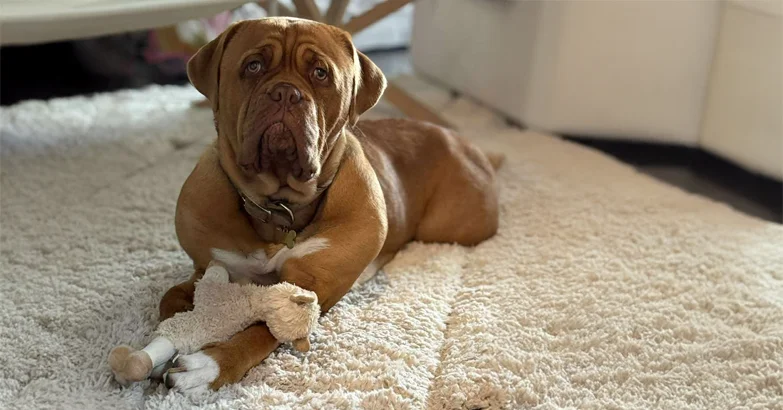 Cleaning Tips for Pet Owners